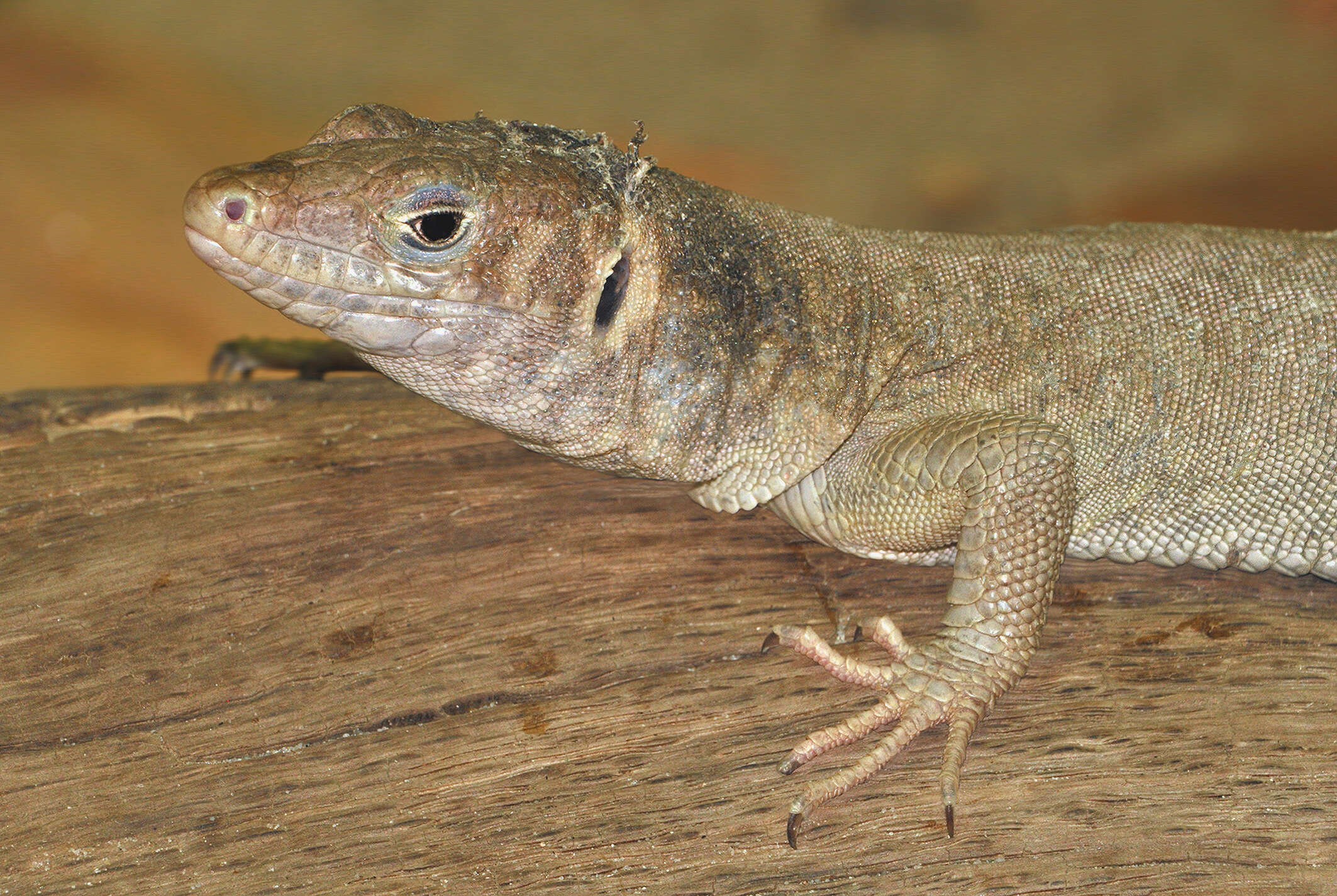 Image of ridge-tailed monitor