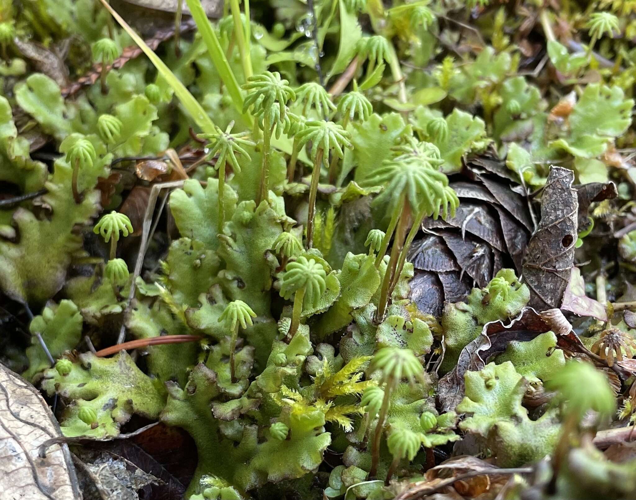 Image of Marchantia polymorpha subsp. montivagans Bischl. & Boissel.-Dub.