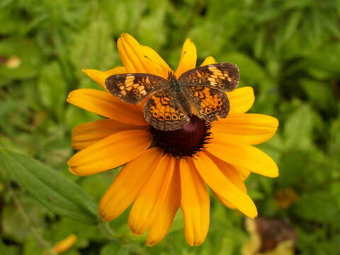 Image of Phyciodes cocyta