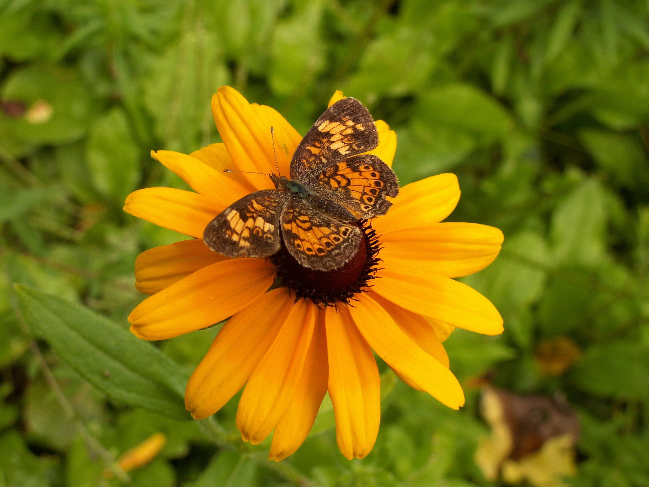 Image of Phyciodes cocyta