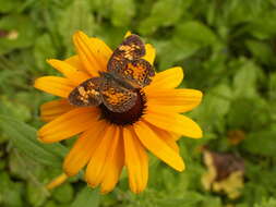 Image of Phyciodes cocyta