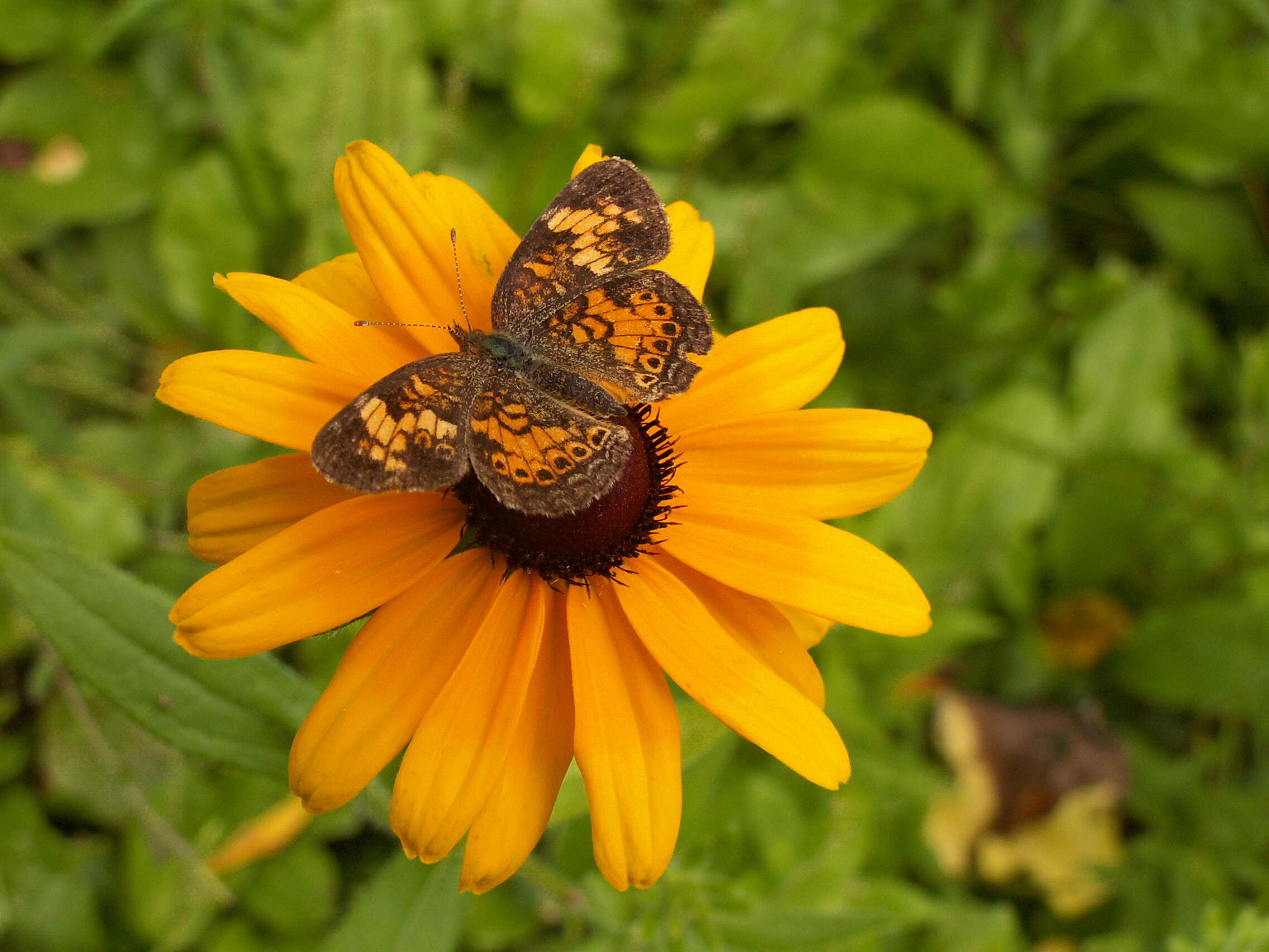 Image of Phyciodes cocyta