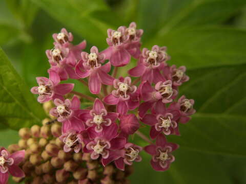 Image of swamp milkweed