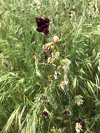 صورة Caulanthus coulteri (A. Gray ex S. Watson) S. Watson