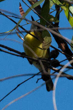 Image of White-throated Gerygone