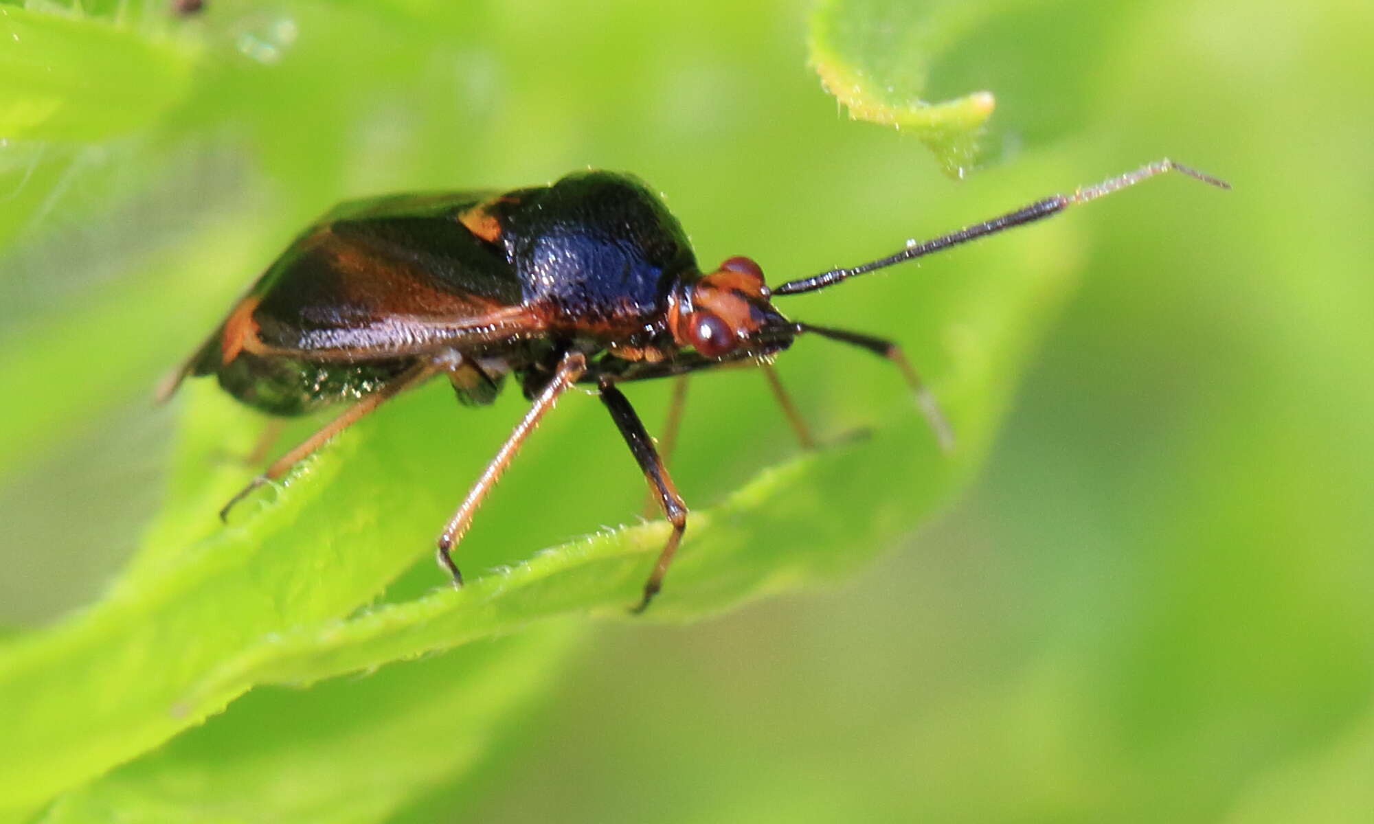 Image of red capsid bug