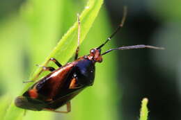 Image of red capsid bug