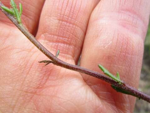 Image of Phyllopodium multifolium Hiern