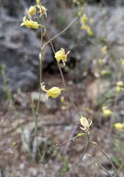 Image of Streptanthus glandulosus subsp. sonomensis (Kruckeberg) M. Mayer & D. W. Taylor