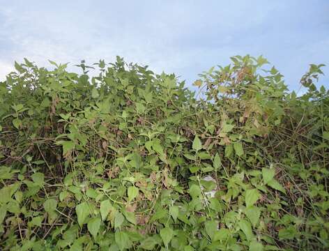 Image de Wollastonia biflora (L.) DC.