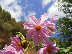 Image of Dahlia tenuicaulis P. D. Sorensen