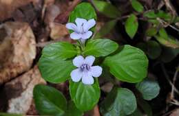 Image of Swamp Snakeherb