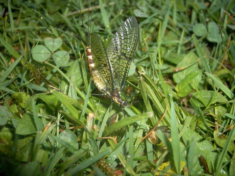 Image of Ephemeroidea