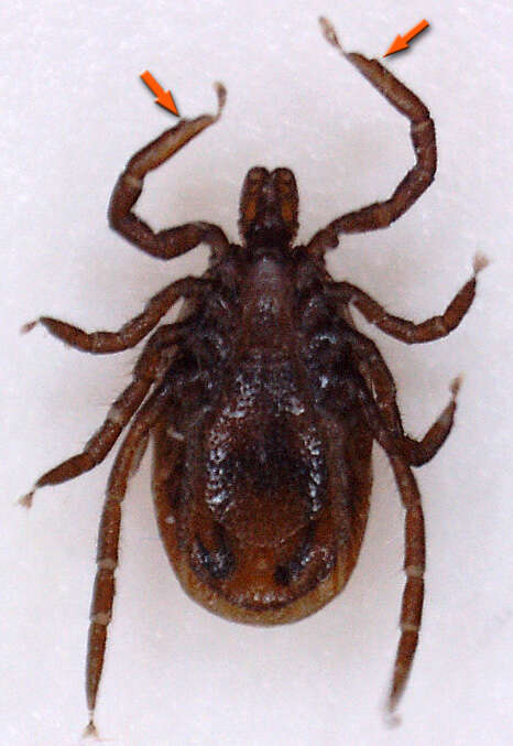 Image of Common sheep tick