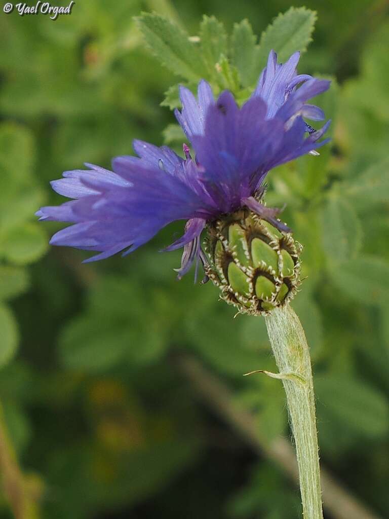 Image of Centaurea cyanoides Berggren & Wahlenb.