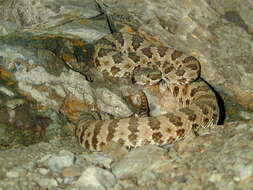 Image of Crotalus oreganus lutosus Klauber 1930