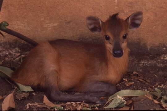 Image of Red-flanked Duiker