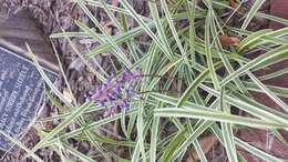 Image of Big blue lilyturf'