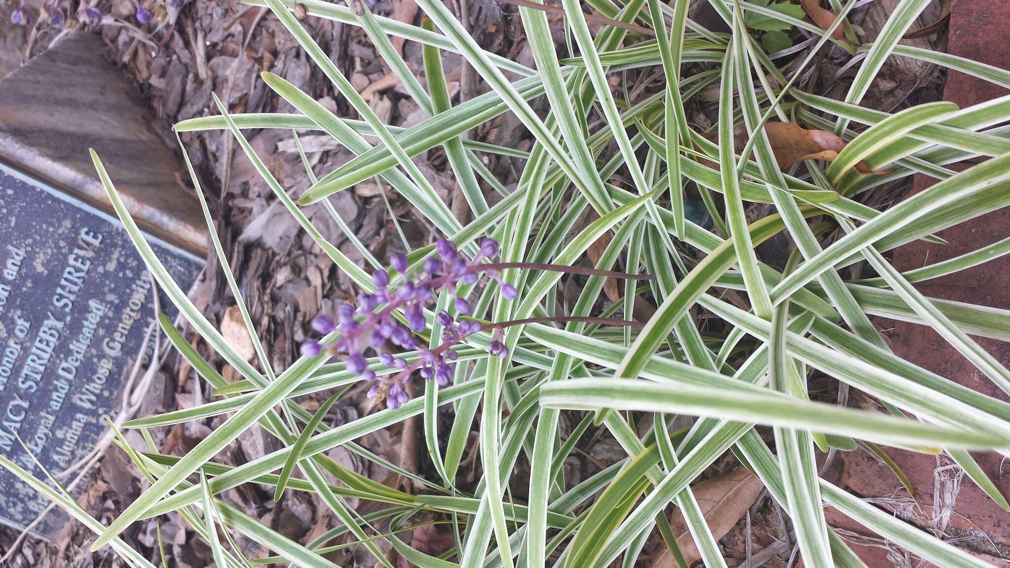 Image of Big blue lilyturf'