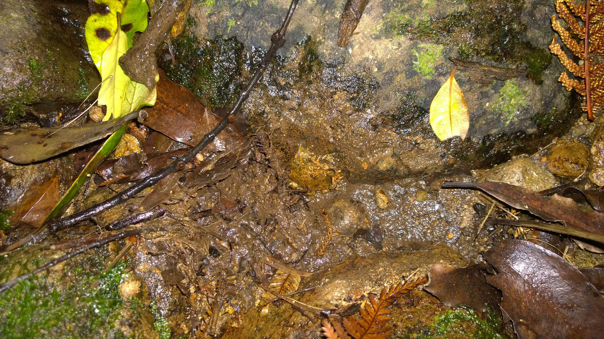 Image of New Zealand primitive frogs