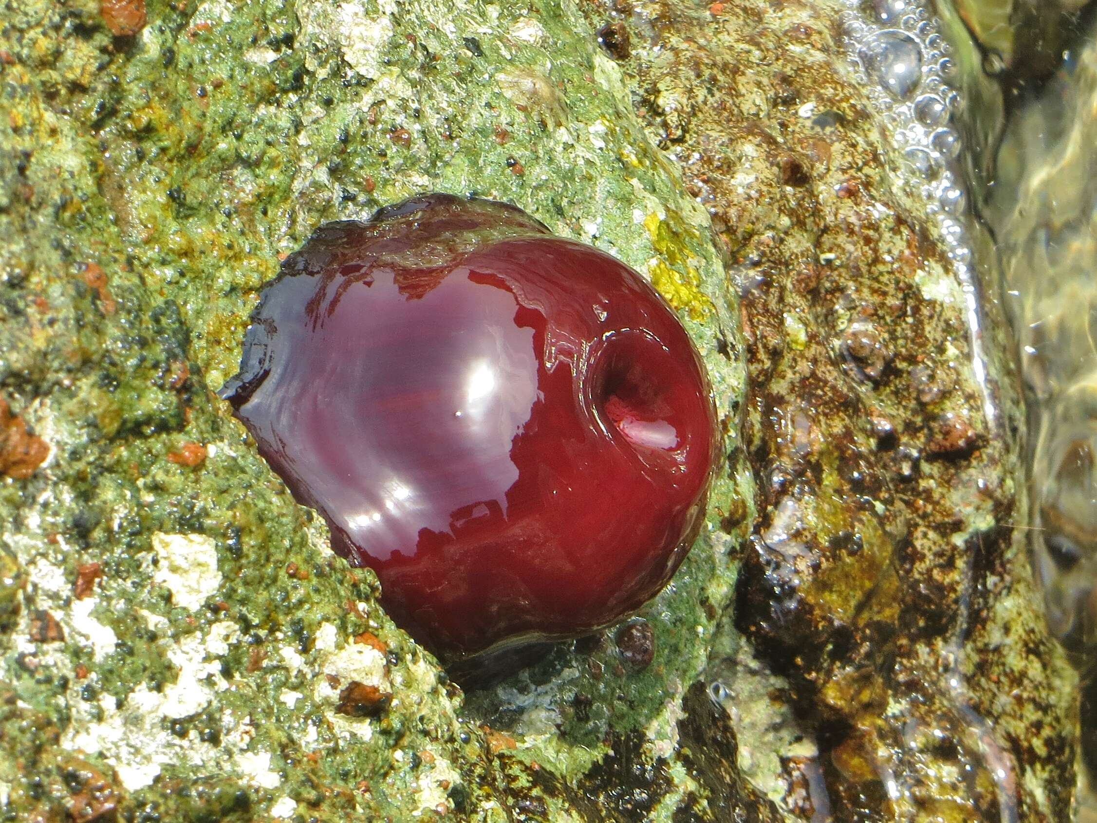 Image of Actinia mediterranea Schmidt 1971