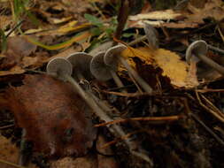 Image of Tephrocybe rancida (Fr.) Donk 1962