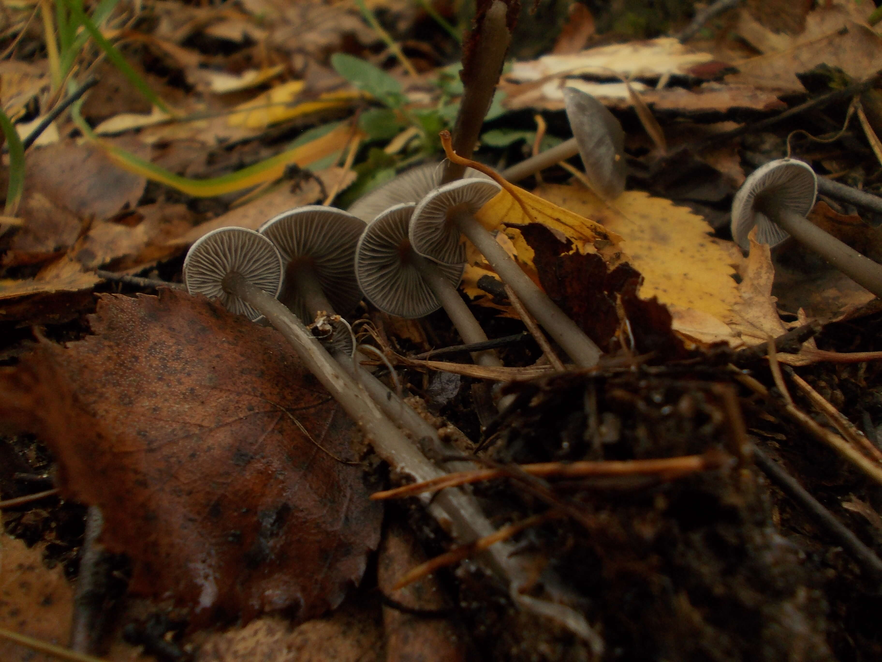 Image of Tephrocybe rancida (Fr.) Donk 1962