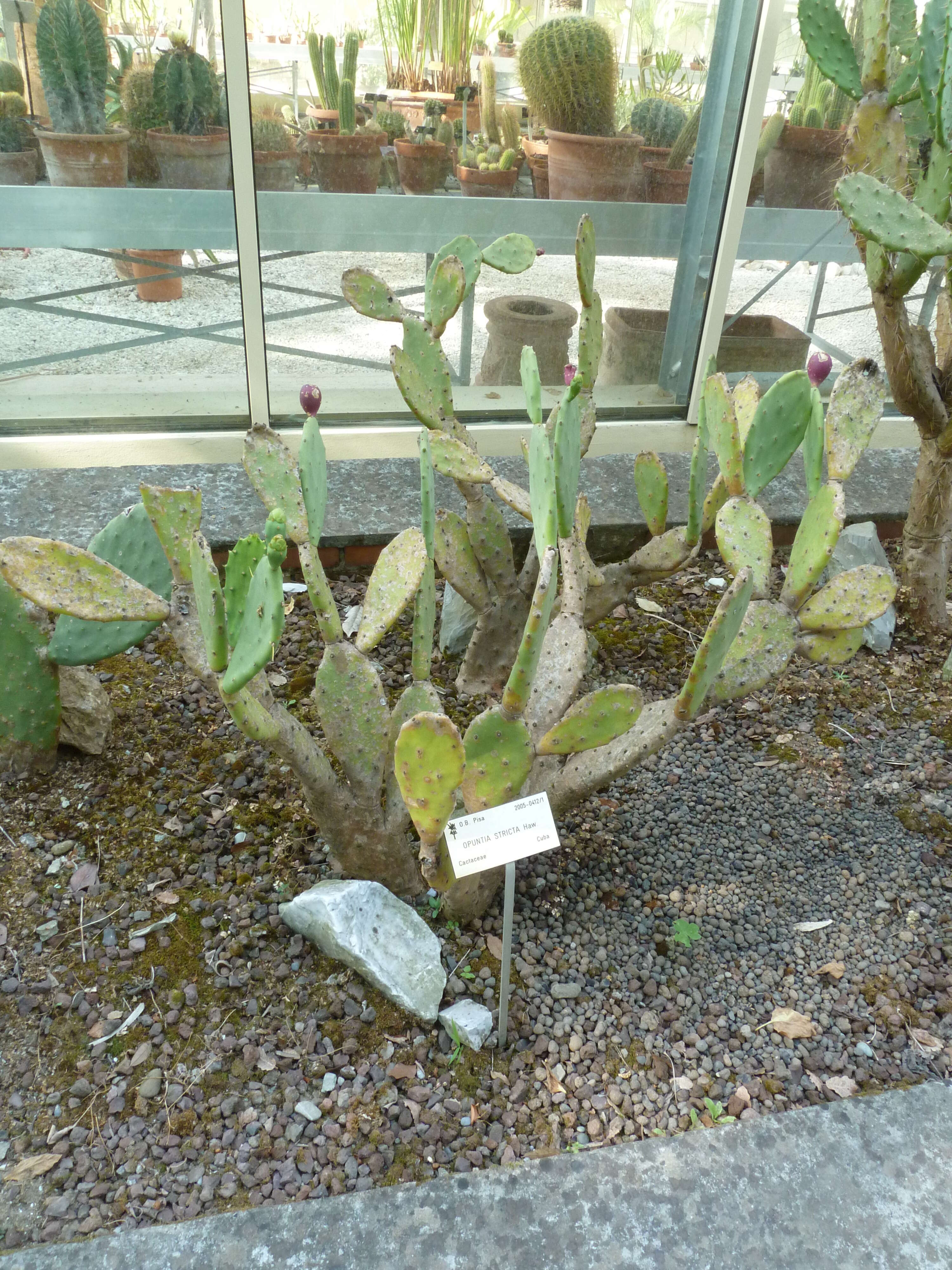 Image of Opuntia dillenii