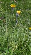 Image of woolly hawkweed