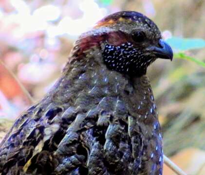 Image of Spotted Wood Quail