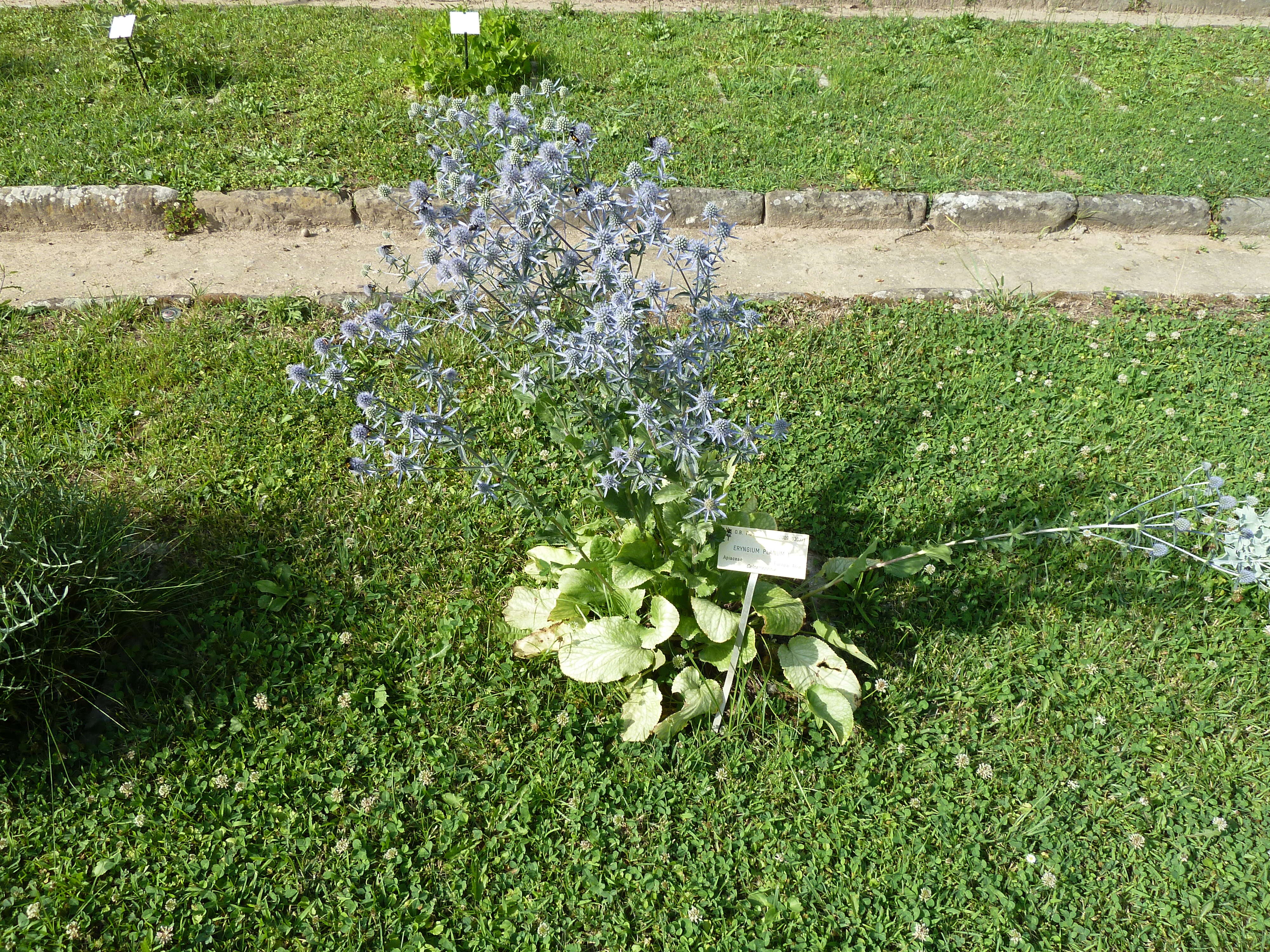 Imagem de Eryngium planum L.