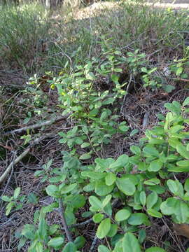 Image of lingonberry