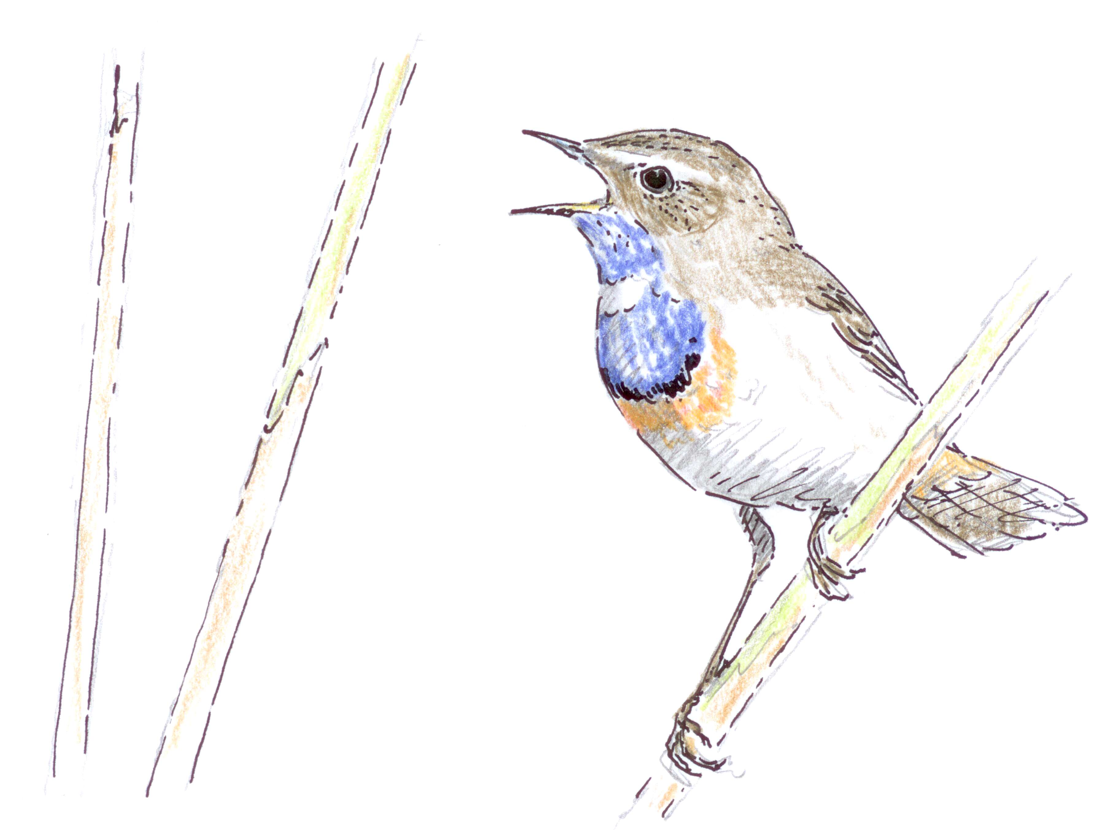 Image of Bluethroat