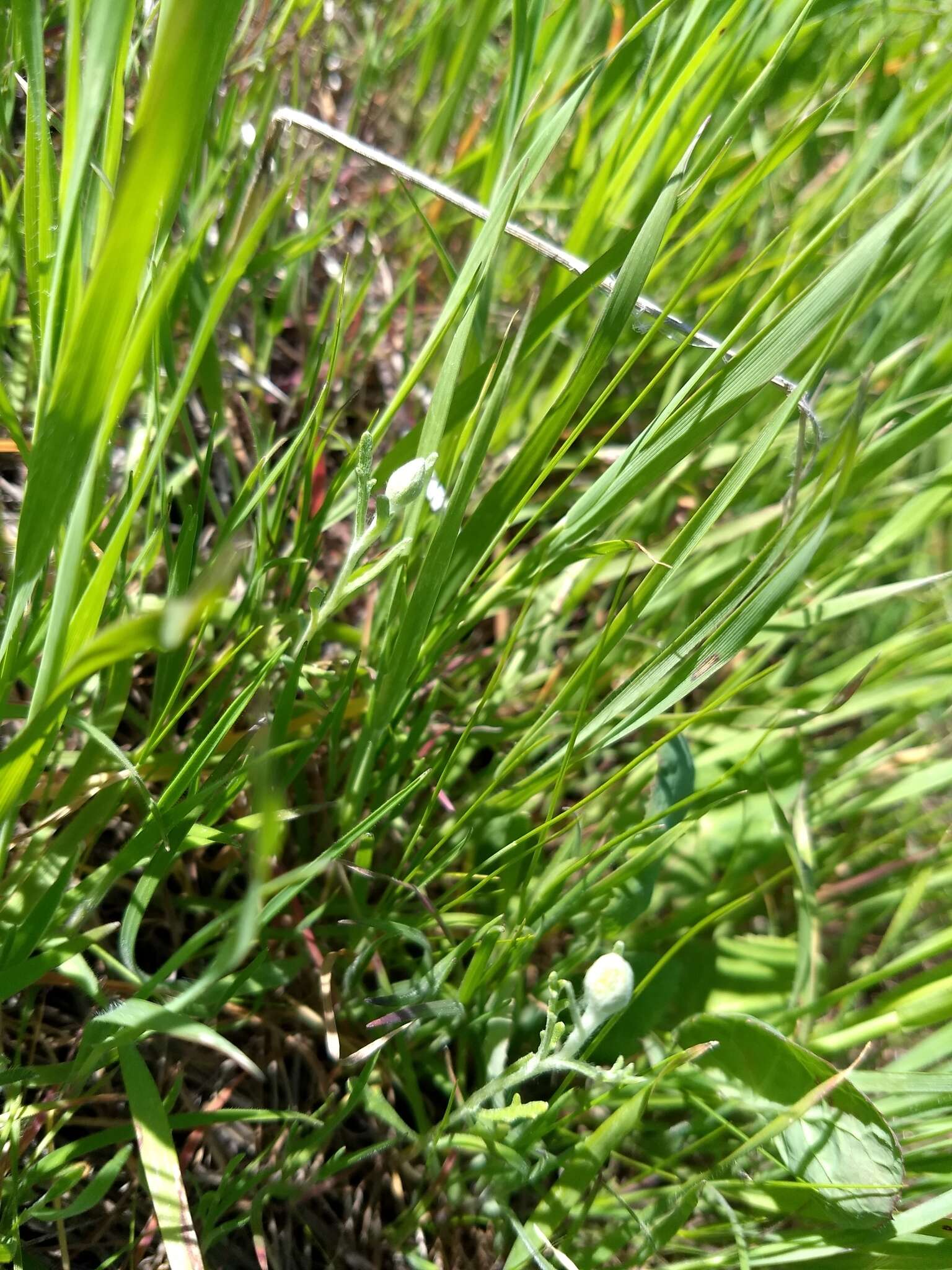 Image of San Joaquin adobe sunburst