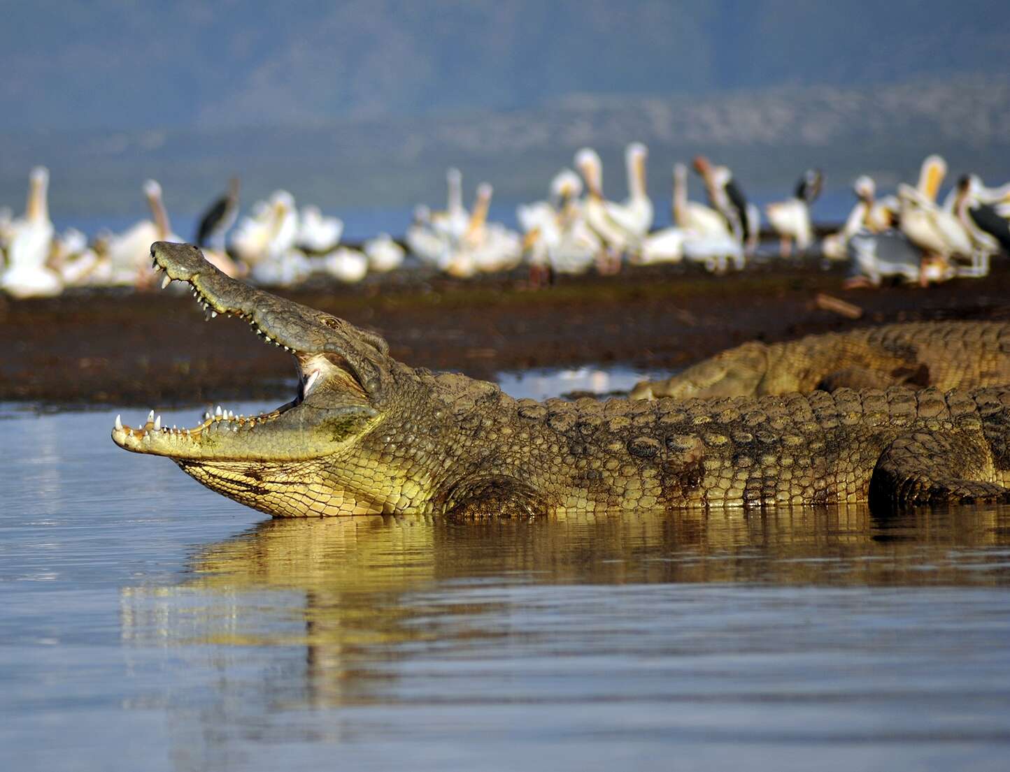 Image of Nile crocodile