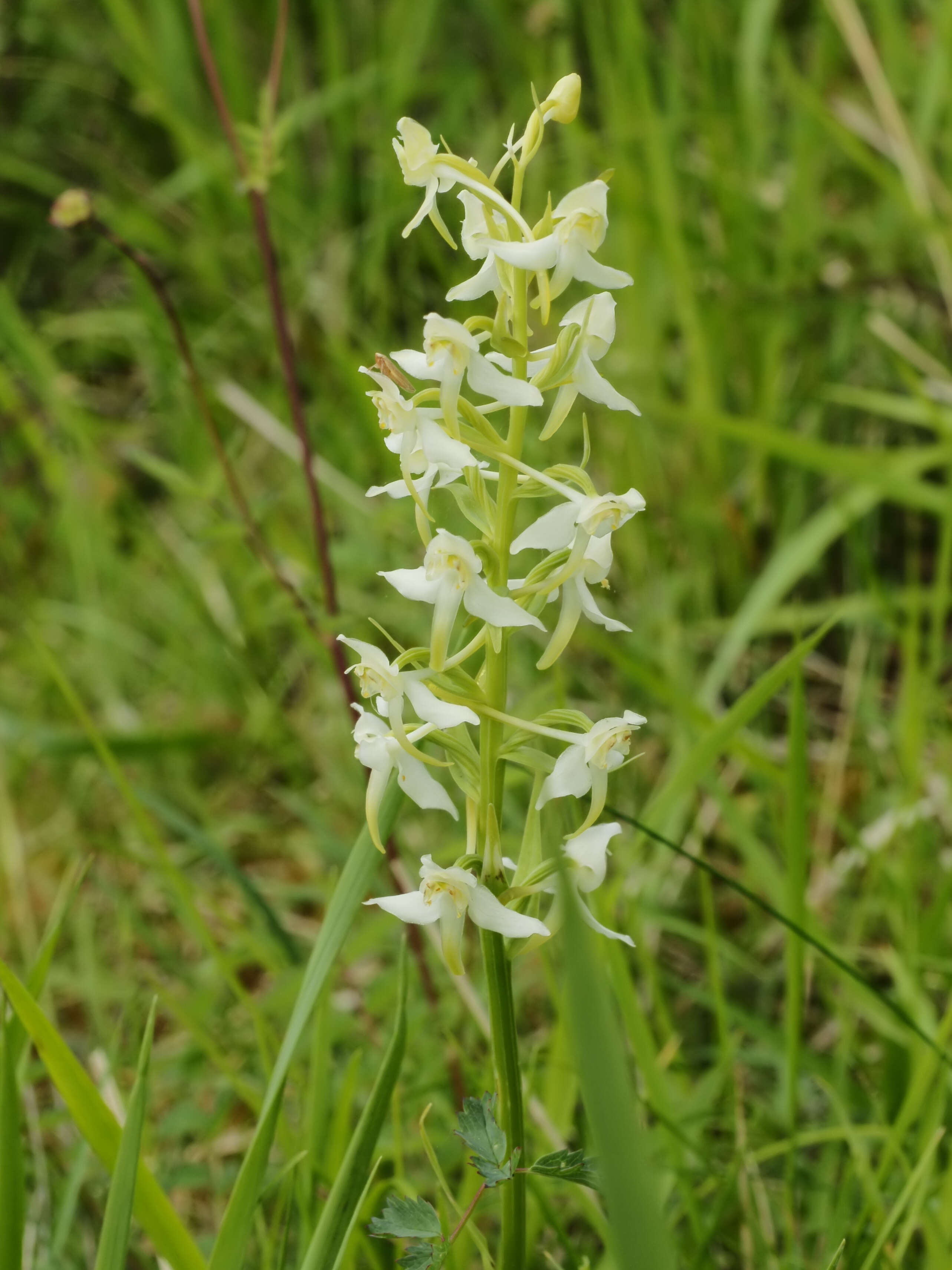 Слика од Platanthera chlorantha (Custer) Rchb.