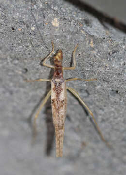 Neoxabea bipunctata (De Geer 1773) resmi