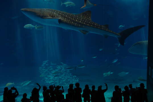 Image of Rhincodon