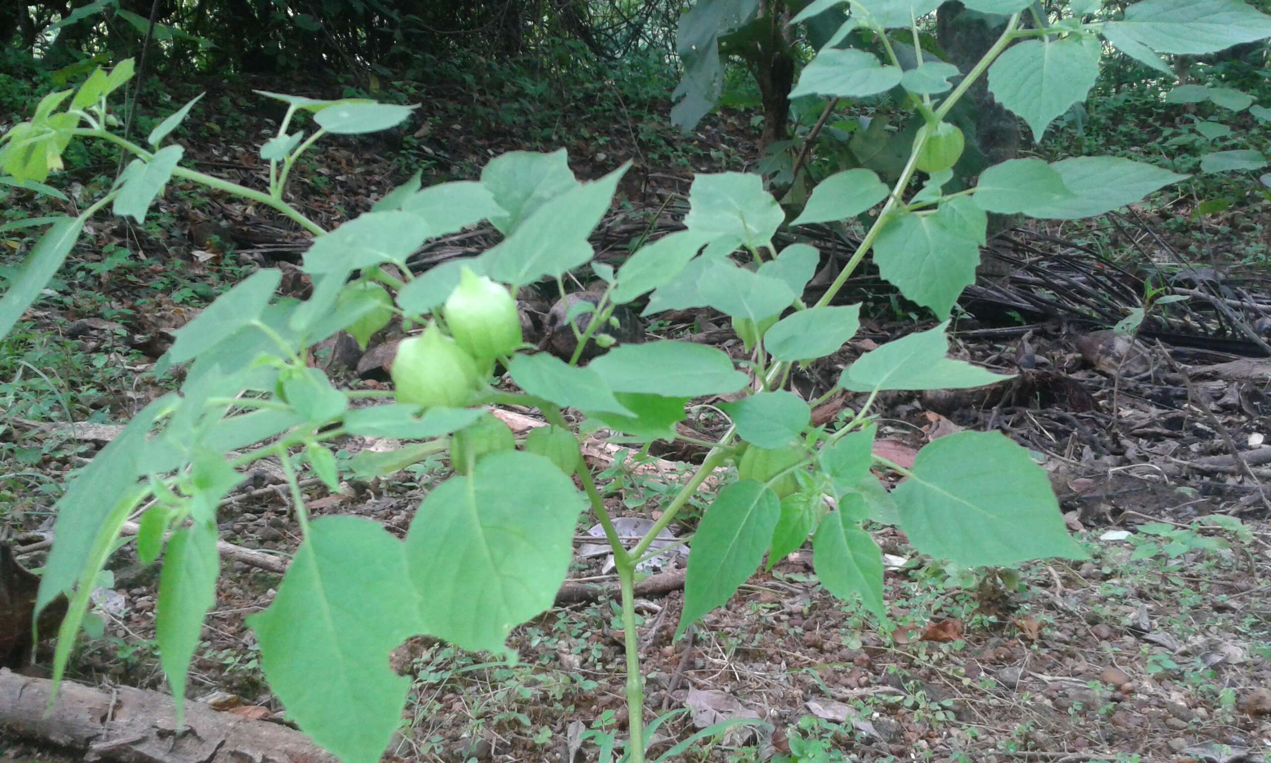 Plancia ëd Physalis lagascae Roem. & Schult.