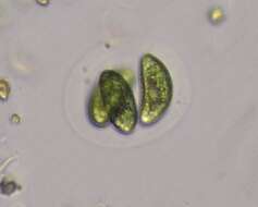 Image of Nephrocytium lunatum