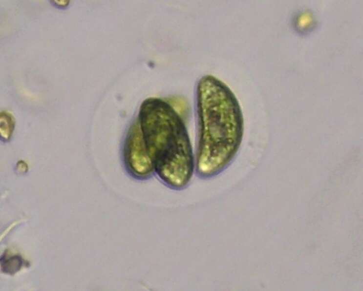 Слика од Nephrocytium lunatum