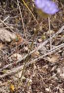 Image de Jasione montana subsp. montana