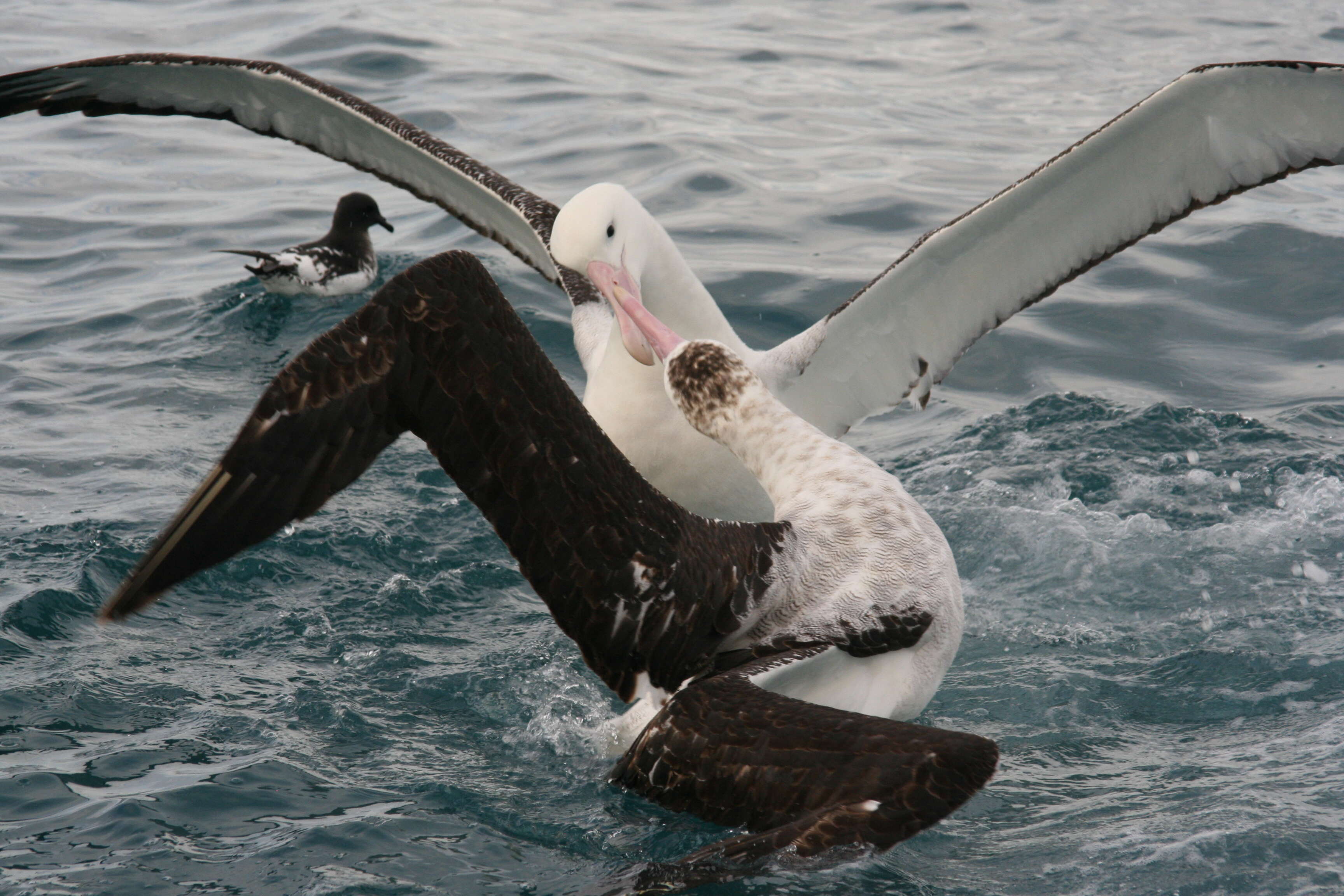 antipod albatrosu resmi