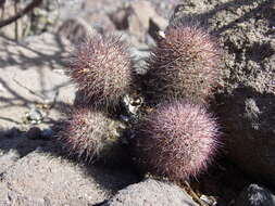 Image of Mammillaria albicans subsp. fraileana (Britton & Rose) D. R. Hunt