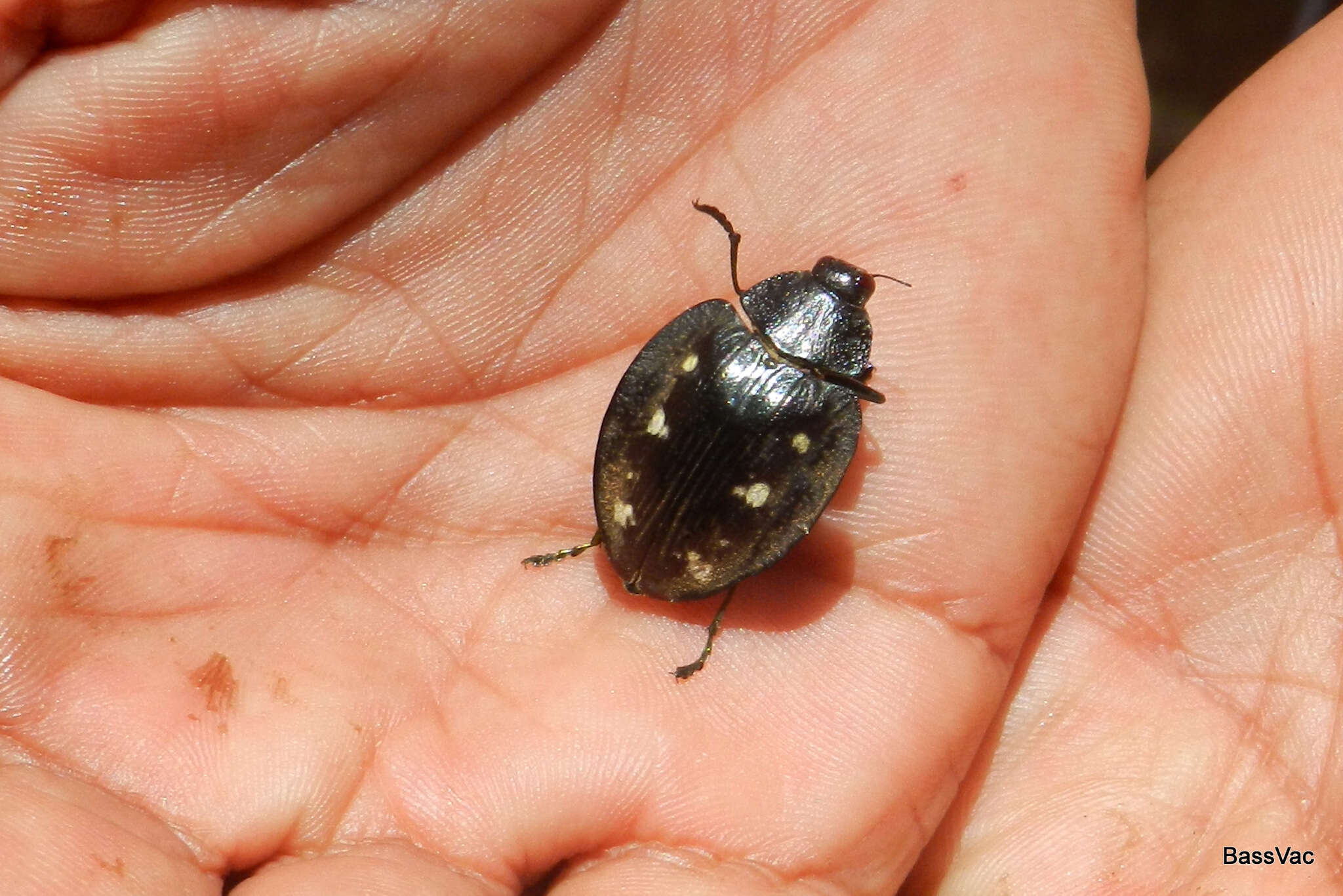 Image of Polybothris auriventris (Laporte & Gory 1837)