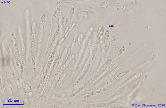 Image of Hypomyces leotiicola Rogerson & Samuels 1985