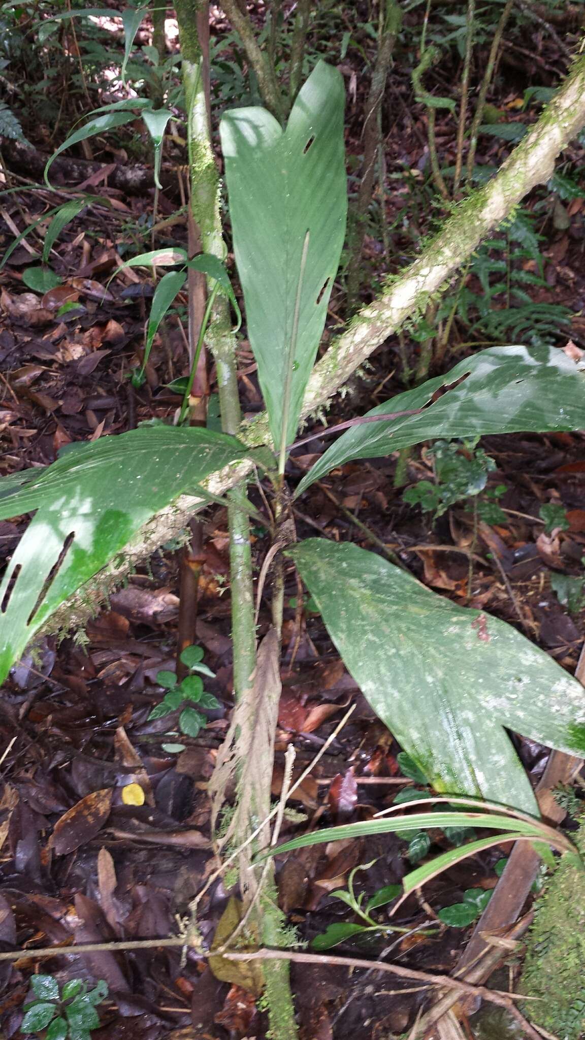 Image of Dypsis catatiana (Baill.) Beentje & J. Dransf.