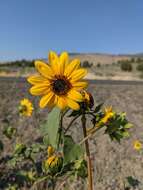 Image of serpentine sunflower