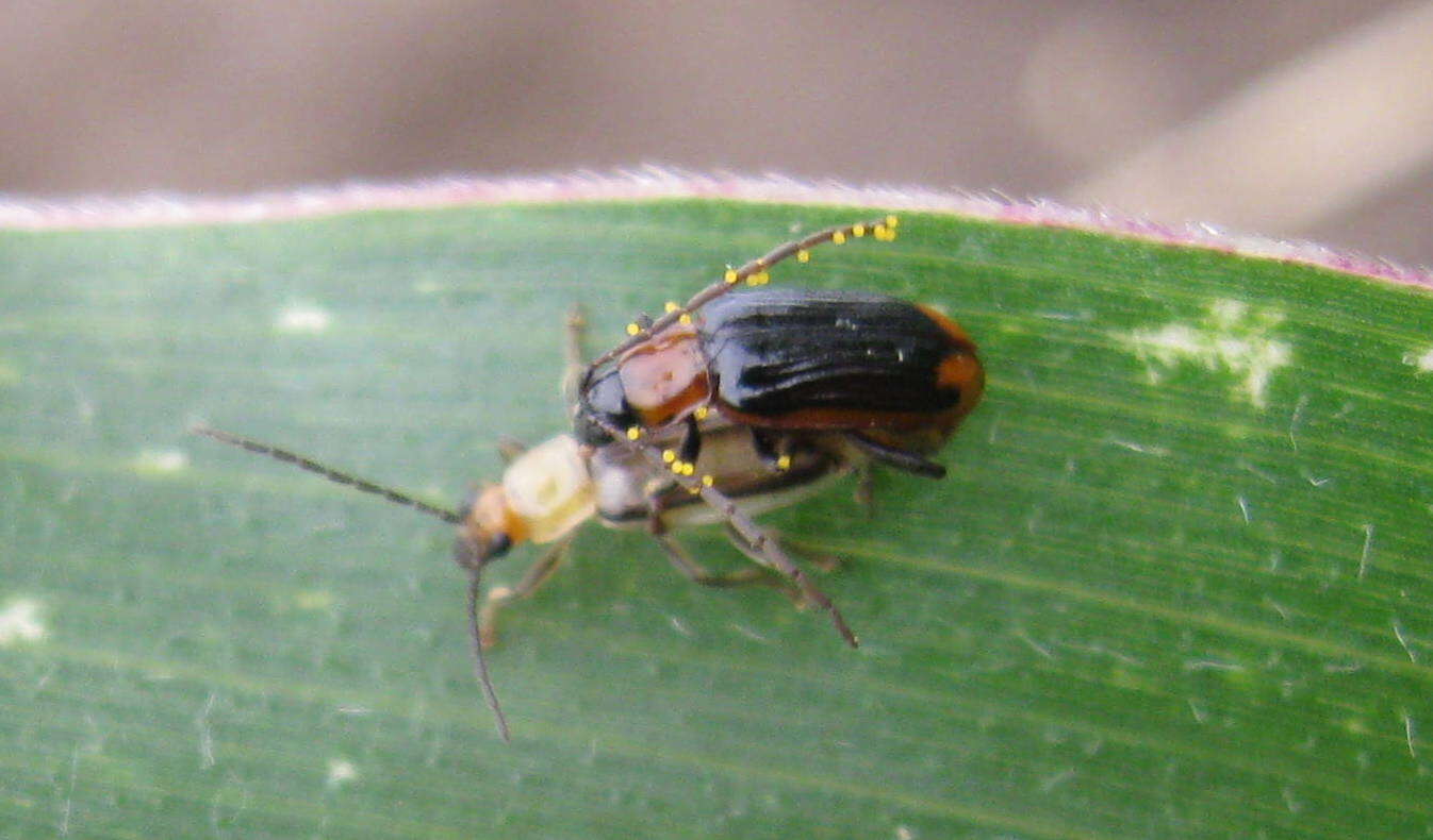 Image of Diabrotica virgifera J. L. Le Conte 1868