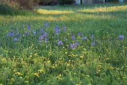 صورة Lomatium bradshawii (Rose ex Mathias) Mathias & Constance